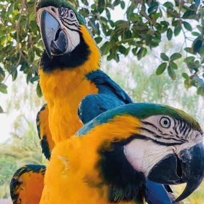 Encuentro con aves
