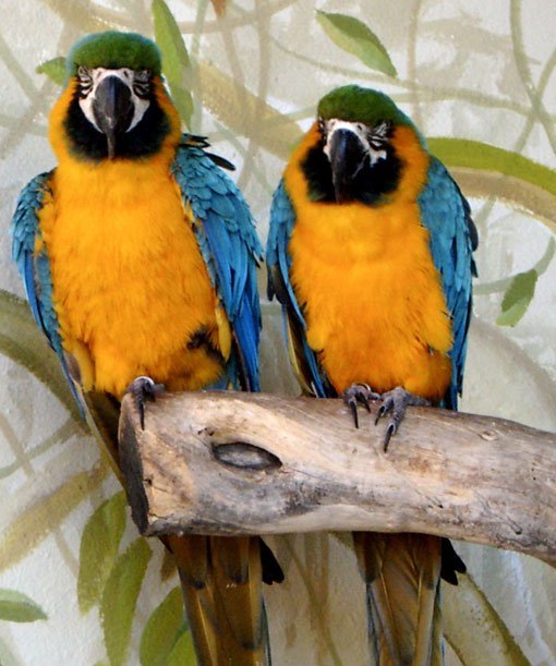 Papagayos y aves exóticas