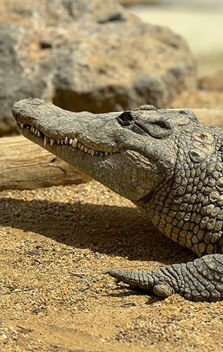 Cocodrilos del Nilo