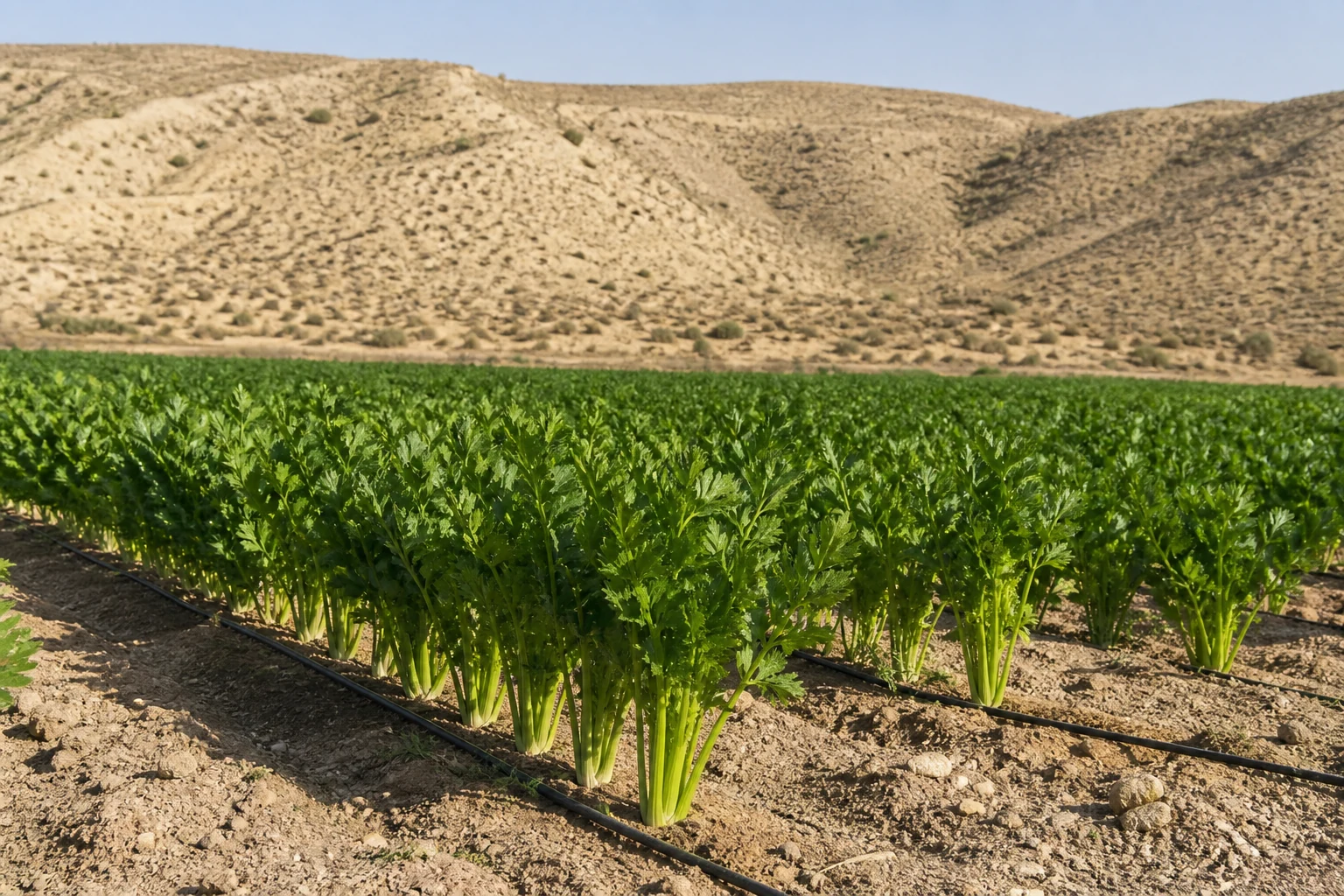 Verde intenso sobre los llanos del Levante