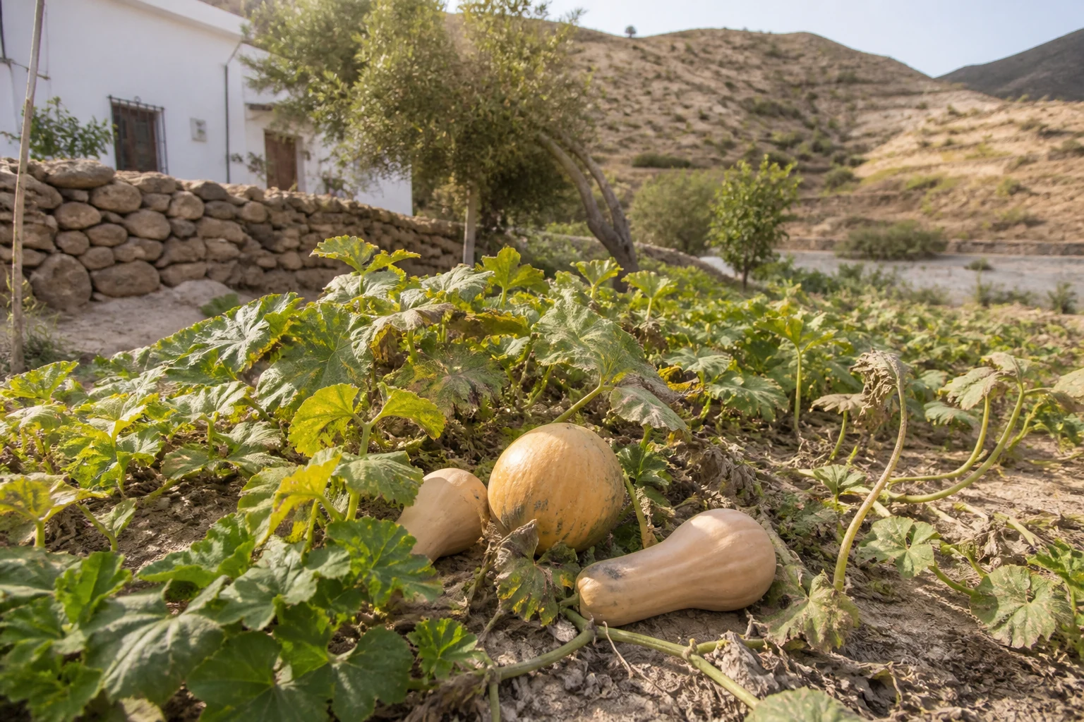 Matas rastreras en la huerta menuda