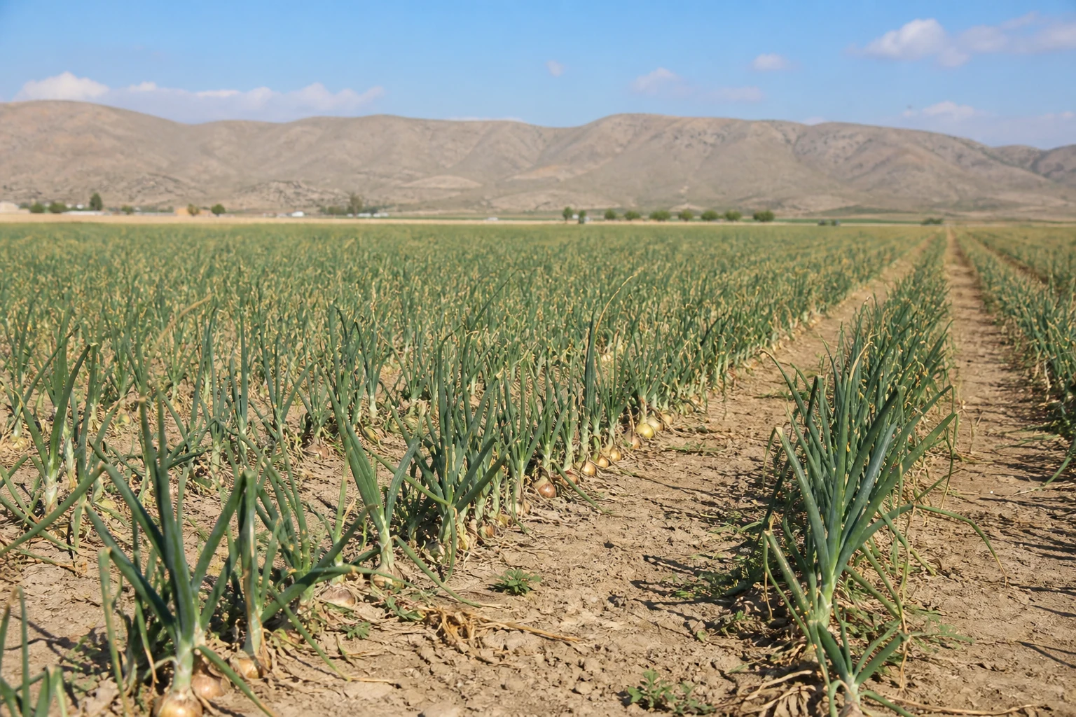 Verdes tubulares sobre tierra clara