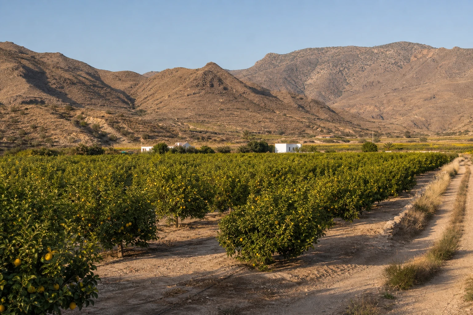 Amarillo de invierno en las vegas