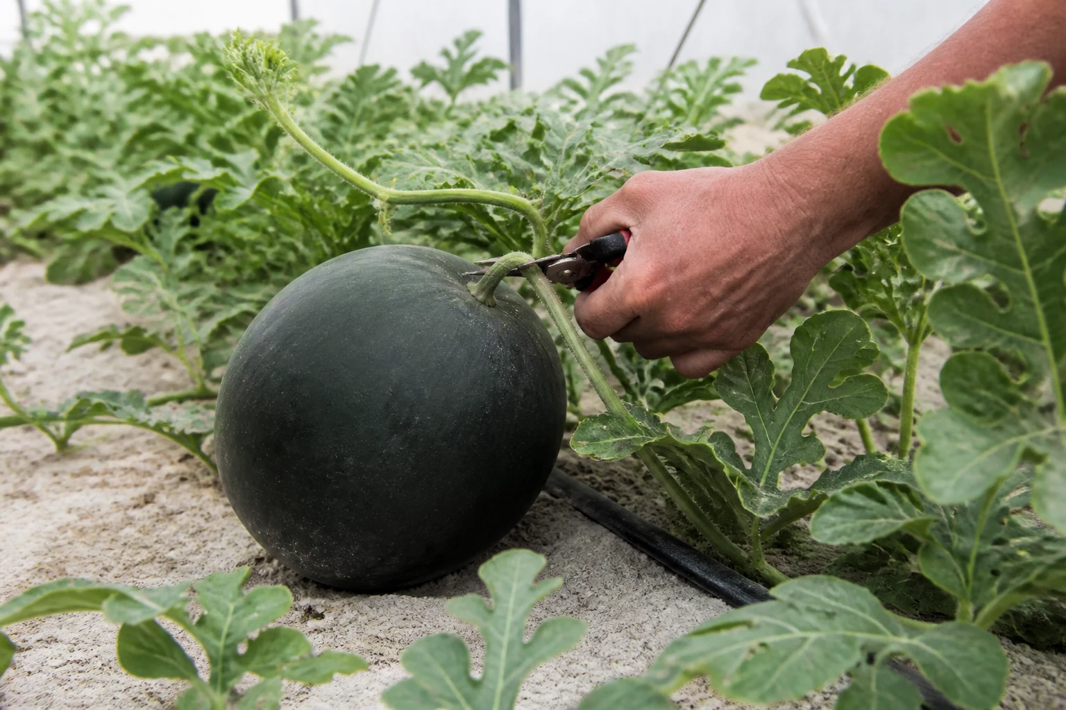 Watermelon