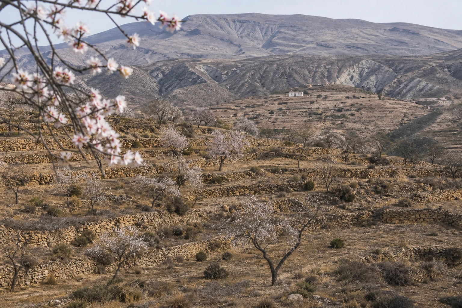 Almond blossom on the dry terraces