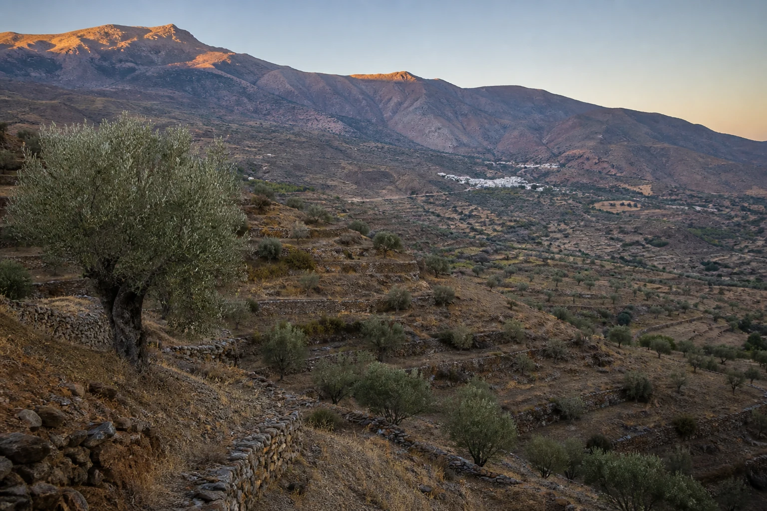 Olive terraces in the Andarax