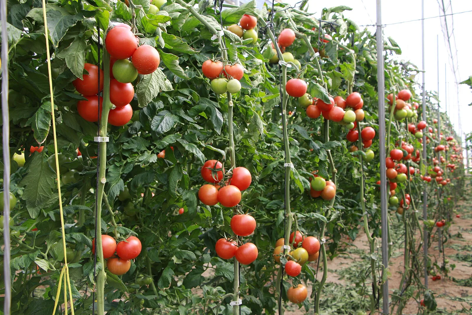 Tomatoes on the vine (ambience image)