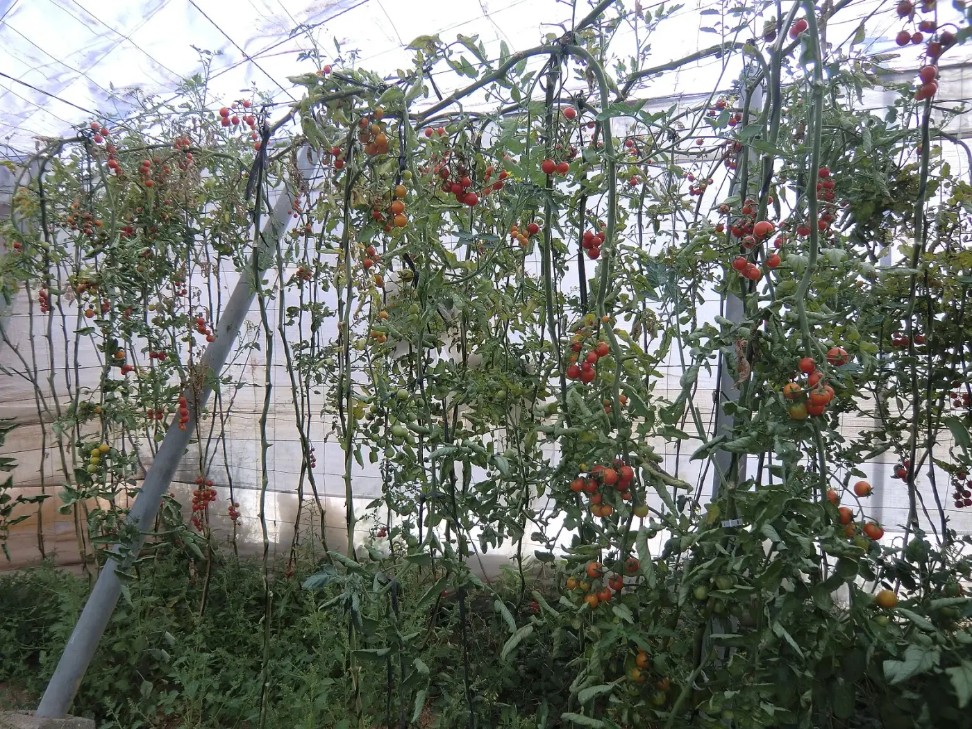 Tomates cherry en rama bajo invernadero (imagen de ambiente)