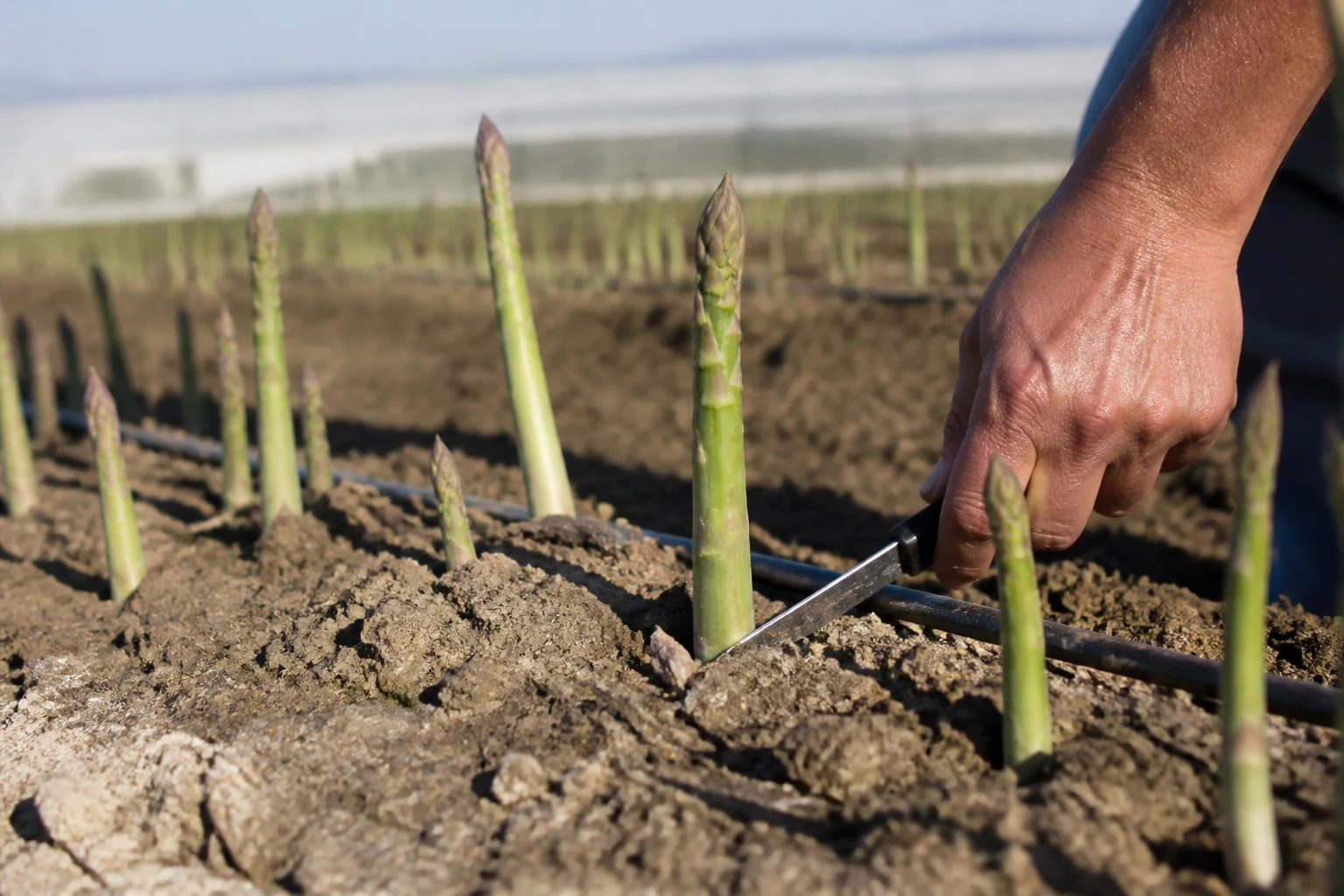 Asperge